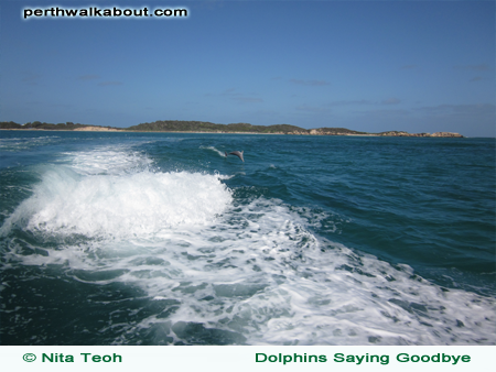 swim-with-the-dolphins-rockingham-1