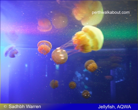 aqwa-aquarium-of-western-australia-2