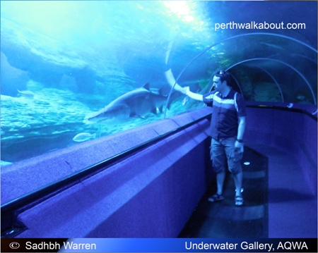 aqwa-aquarium-of-western-australia-4