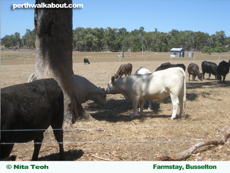 busselton-farmstay