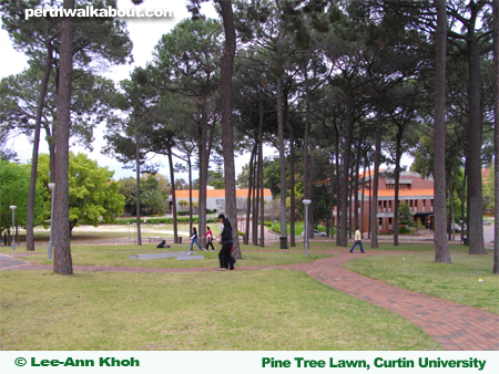 curtinuniversitypinetreelawn