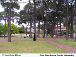 curtinuniversitypinetreelawn150