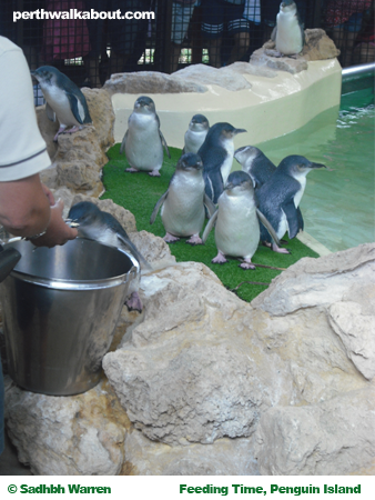 feeding-time-penguin-island