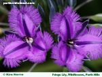 fringe-lily-wildflowers-perth-hills-t
