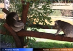 koalas-caversham-wildlife-park-t