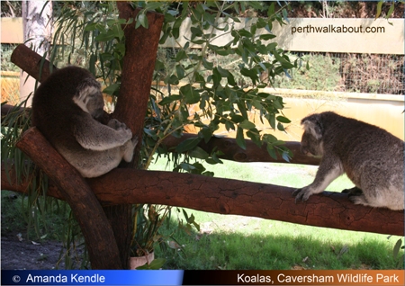 koalas-caversham-wildlife-park