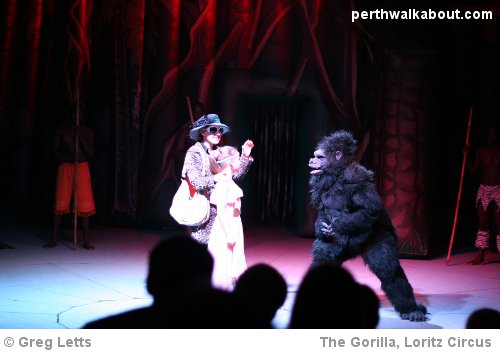 loritz-circus-perth-gorilla