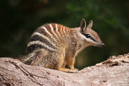 numbat-2