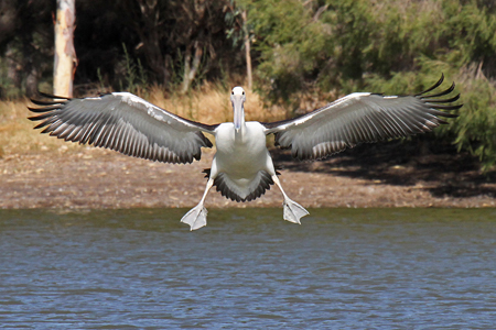 perth birds 2 pelican5918w