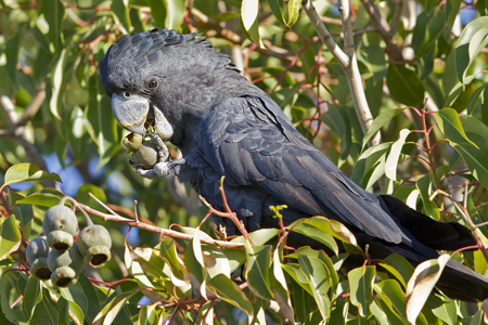 perth birds 2 redtailnut3043rw