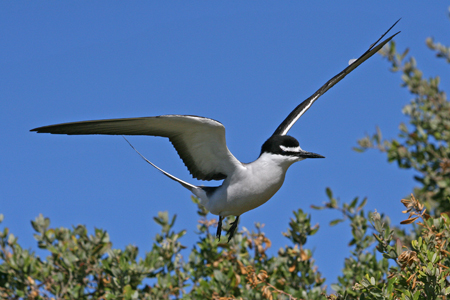 perth birds 2 tern9011w