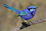 perth birds 2 wren4342w-150