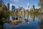 perth birds 3x2cityswans589591e-150