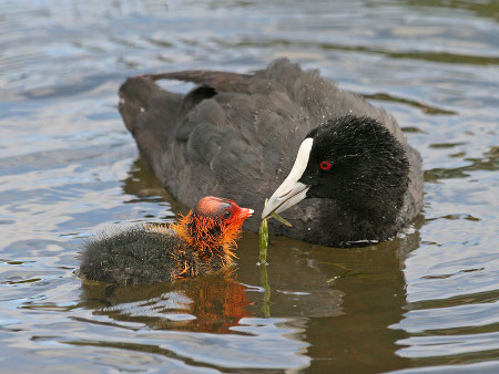 perth birds coots7469e-450