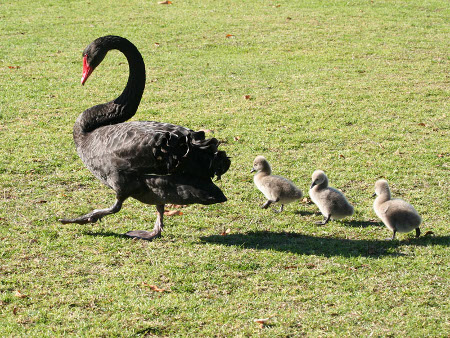 perth birds cygnets2075e-450