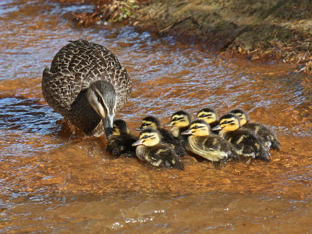 perth birds ducklings8036e-450