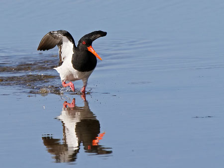 perth birds oystercatcher3877e-450