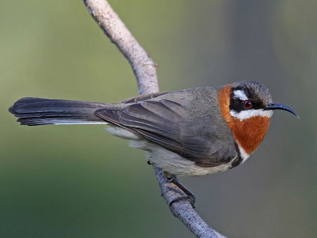 perth birds spinebill9256xe-450