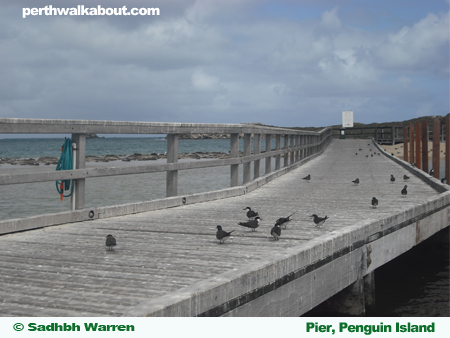 pier-penguin-island