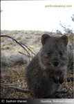 quokka-rottnest-island-t