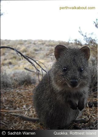 quokka-rottnest-island