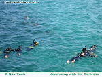 swim-with-the-dolphins-rockingham-150