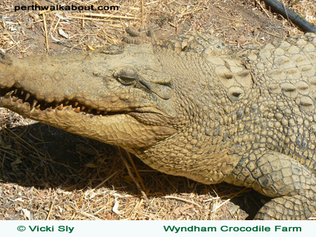wyndham-crocodile-farm-2