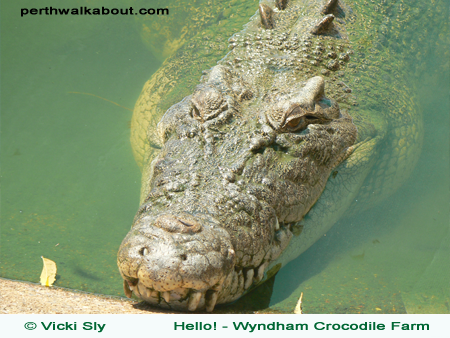 wyndham-crocodile-farm