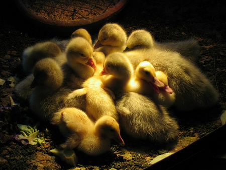 duckies-perth-royal-show